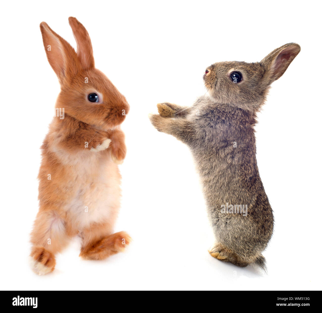 European rabbit in front of white background Stock Photo - Alamy