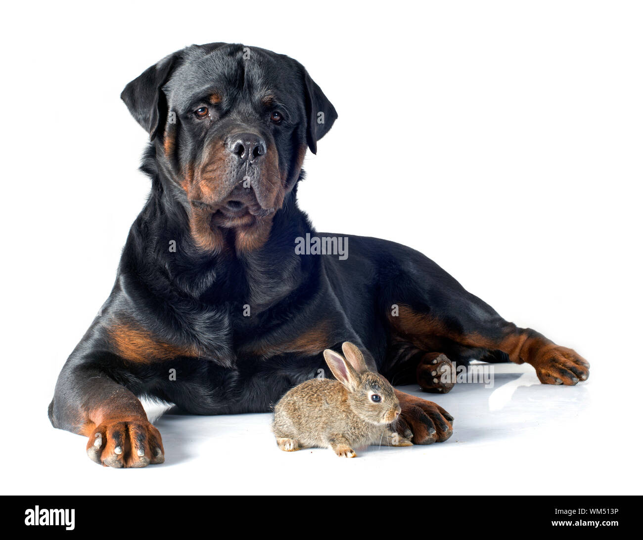 European rabbit and rottweiler in front of white background Stock Photo ...