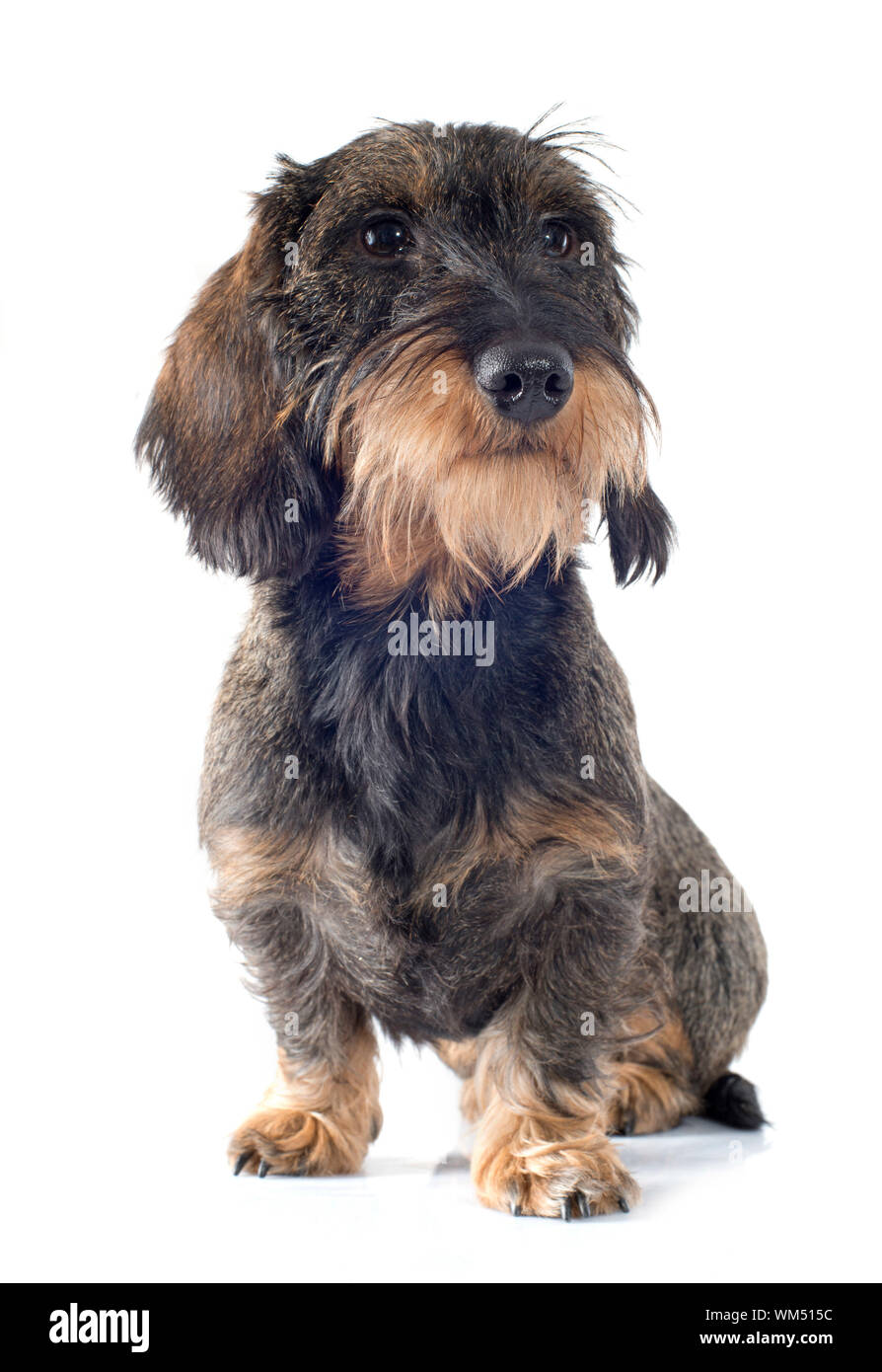 Wire-haired dachshund in front of white background Stock Photo - Alamy
