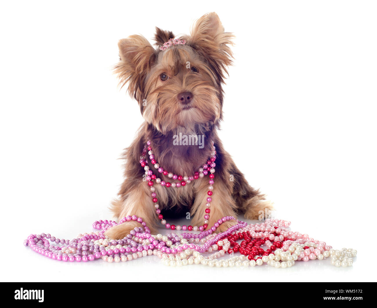 chocolate yorkshire terrier in front of white background Stock Photo Alamy