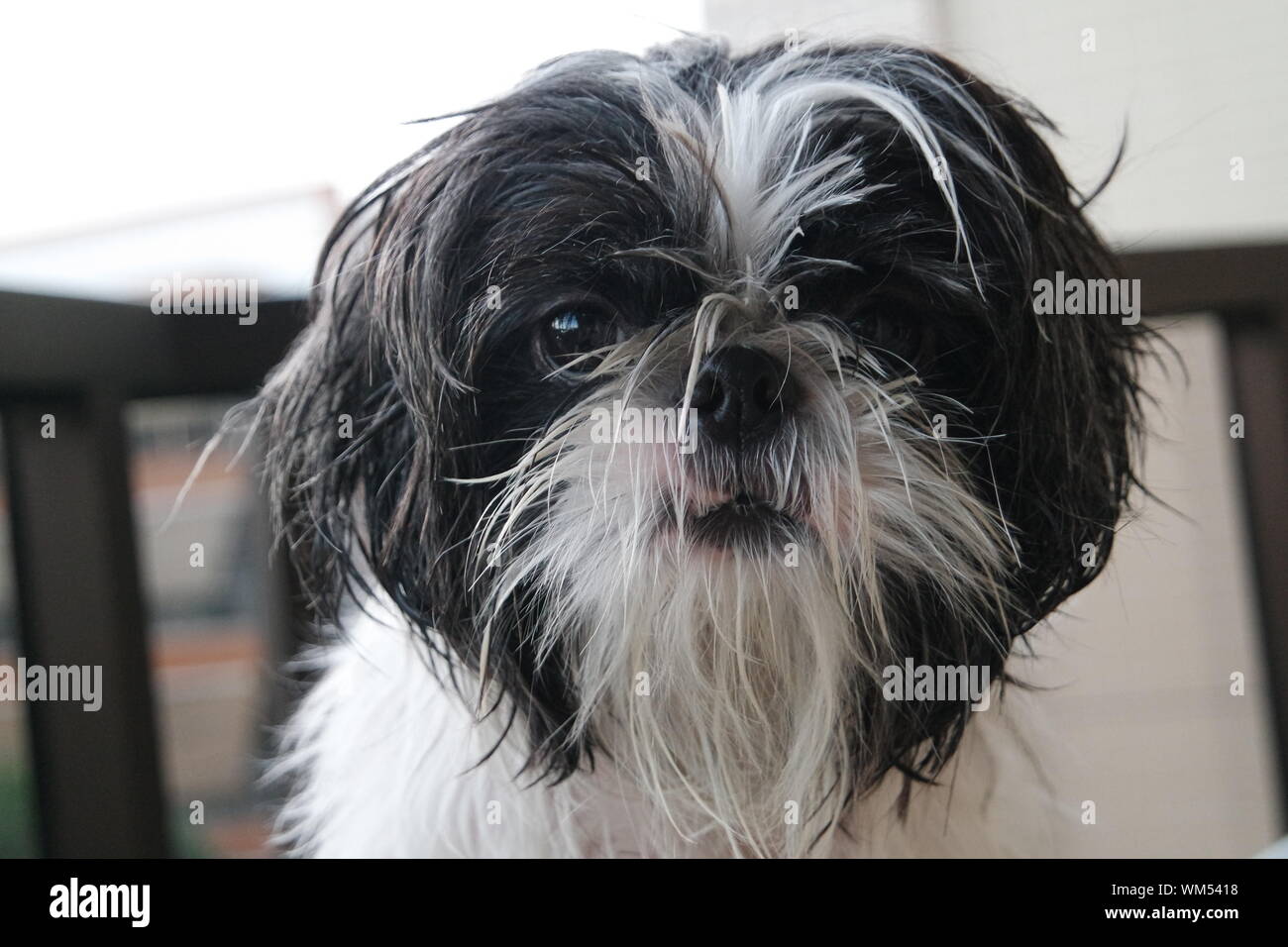 My Shih Tzu Keeps Getting Yeast Infections Shih Tzu Dog