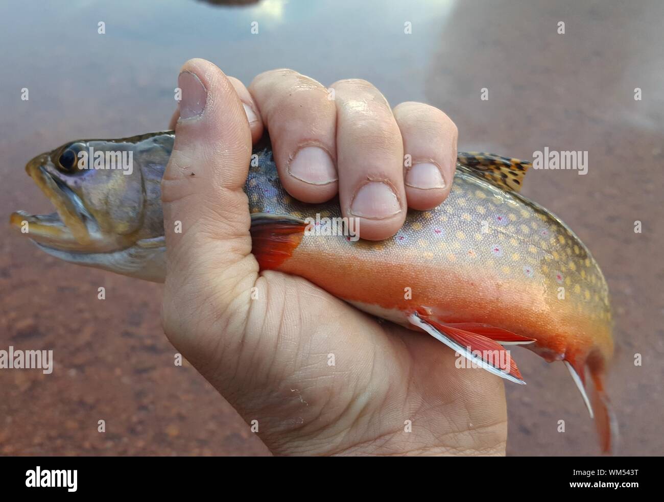 Cropped Image Of Man Holding Brook Trout By Lake Stock Photo