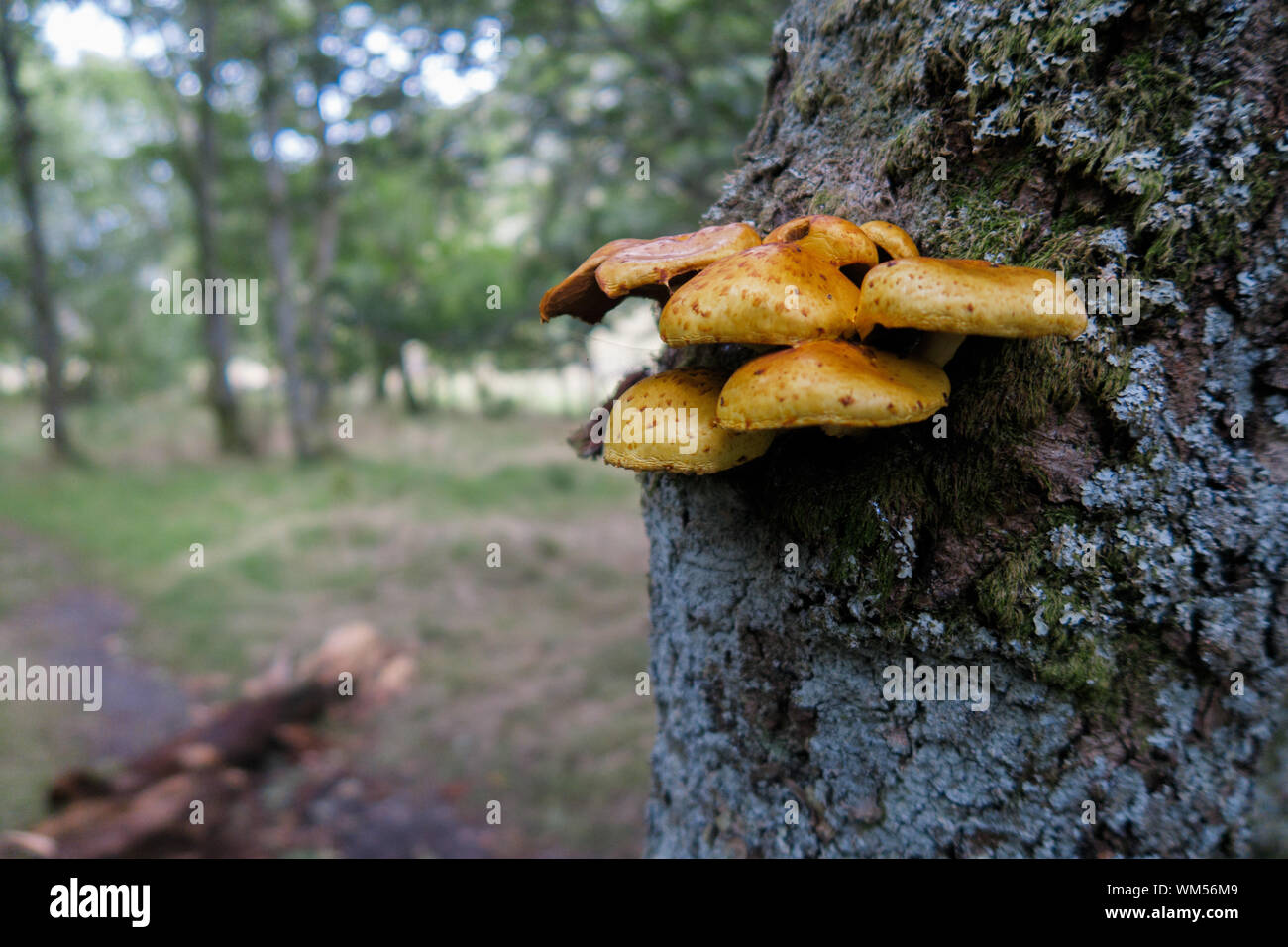 Trunk mushrooms scotland hires stock photography and images Alamy