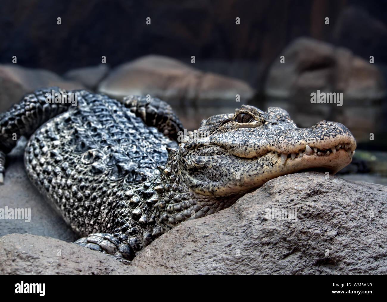 close up of a dangerous crocodile Stock Photo - Alamy