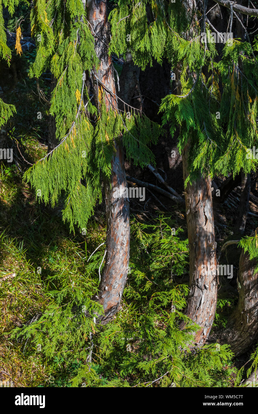 Nootka Cypress, Chamaecyparis nootkatensis, aka Alaska Yellow Cedar, at Sunrise area in Mount Rainier National Park, Washington State, USA Stock Photo