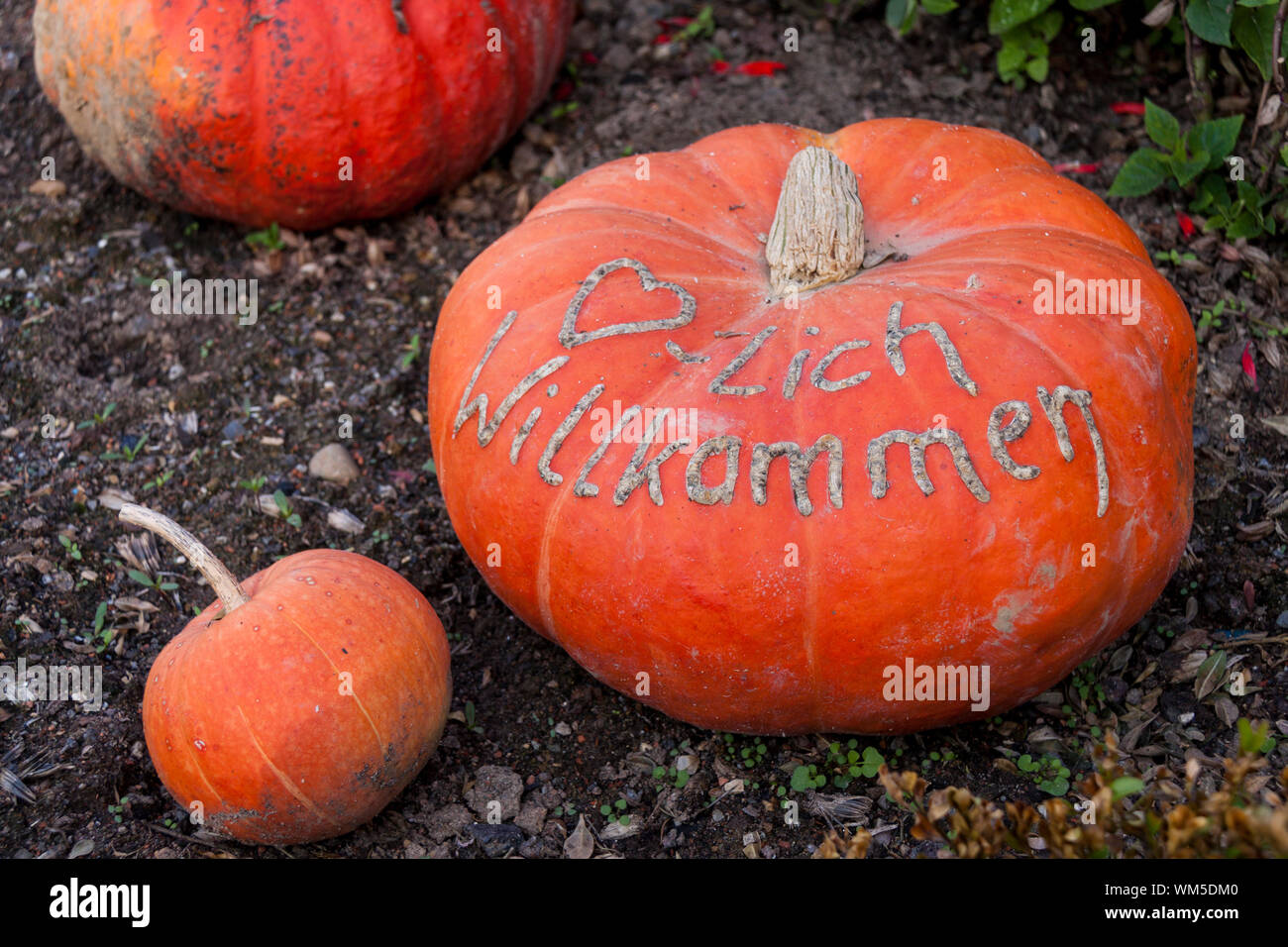 Herzlich willkommen, cucurbita pumpkin pumpkins from autumn harv Stock Photo