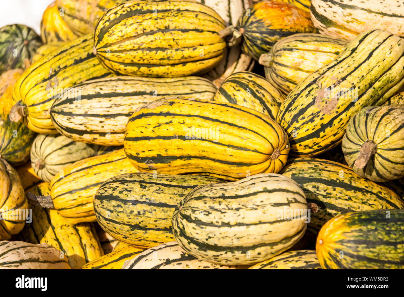 Delicata sweet Potato cucurbita pumpkin pumpkins from autumn har Stock Photo