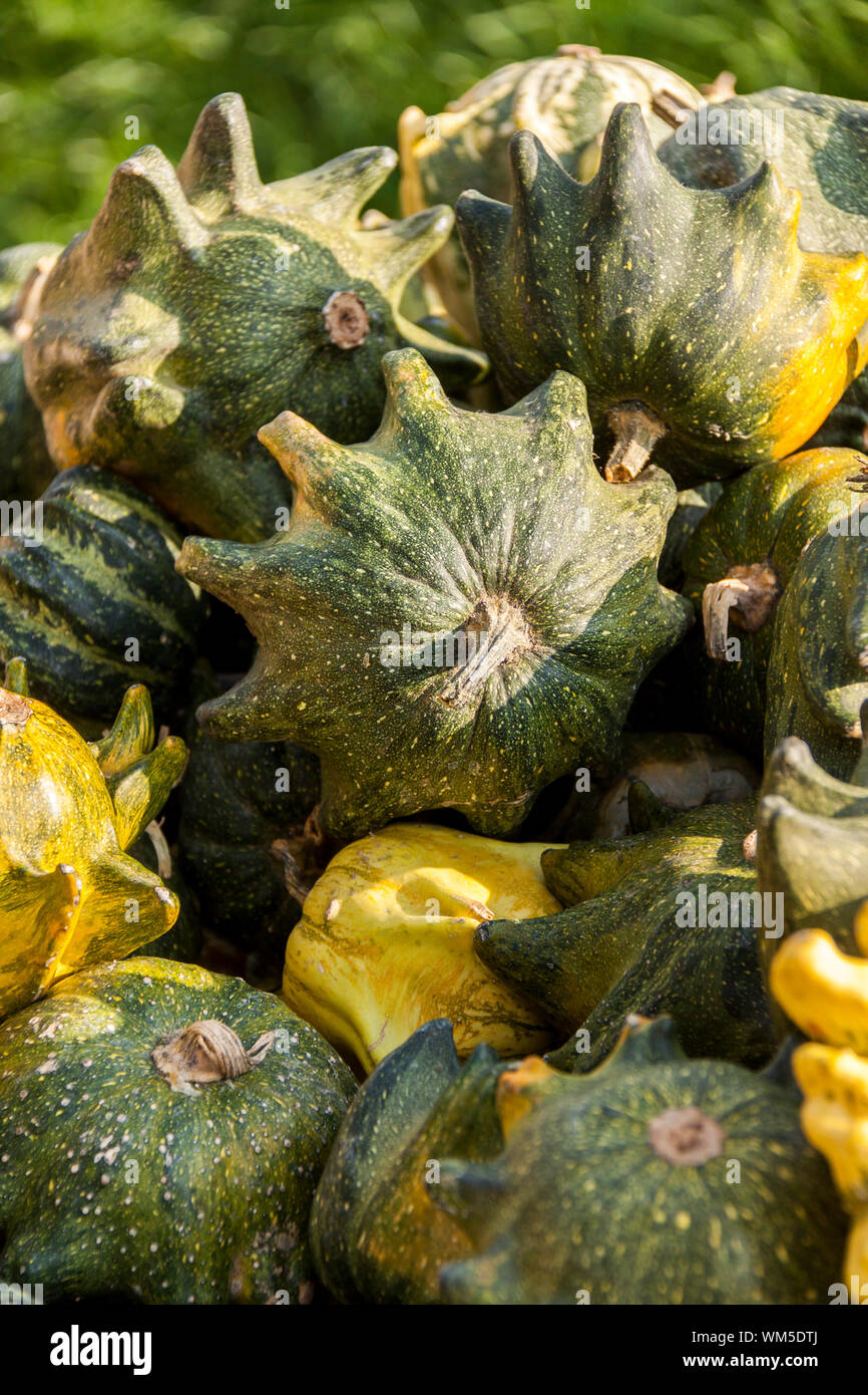 Krï¿½ï¿½nli Teufelskralle devils cucurbita pumpkin pumpkins from aut Stock Photo