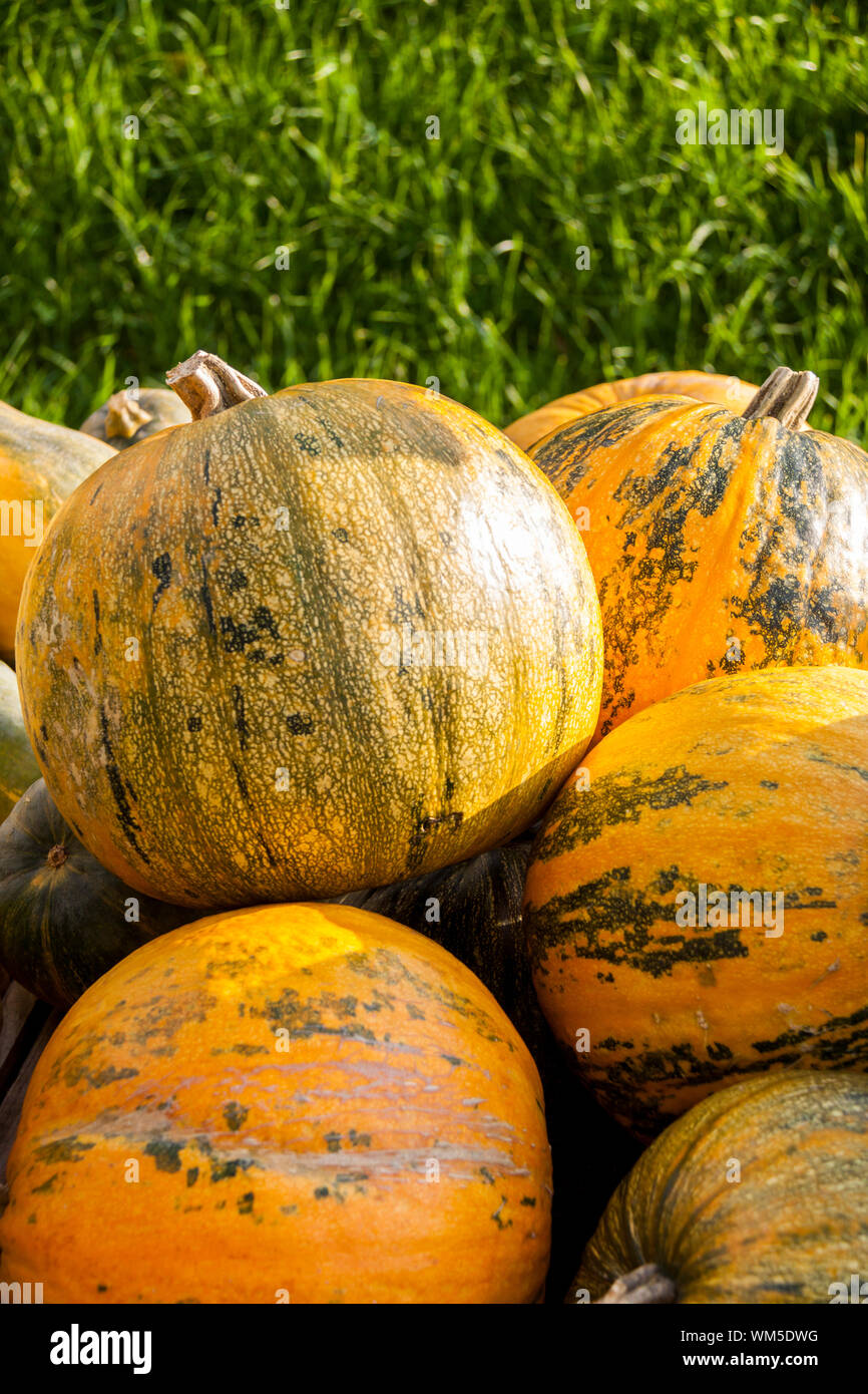 Oil Lady Godiva cucurbita pumpkin pumpkins from autumn harvest Stock