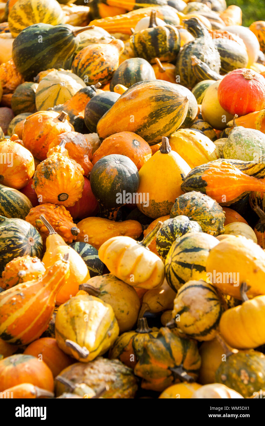 decoration mini pumpkin cucurbita pumpkin pumpkins from autumn h Stock ...