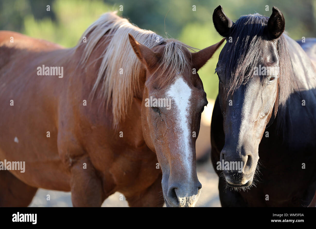 Brown And Black Horses At Ranch Stock Photo Alamy