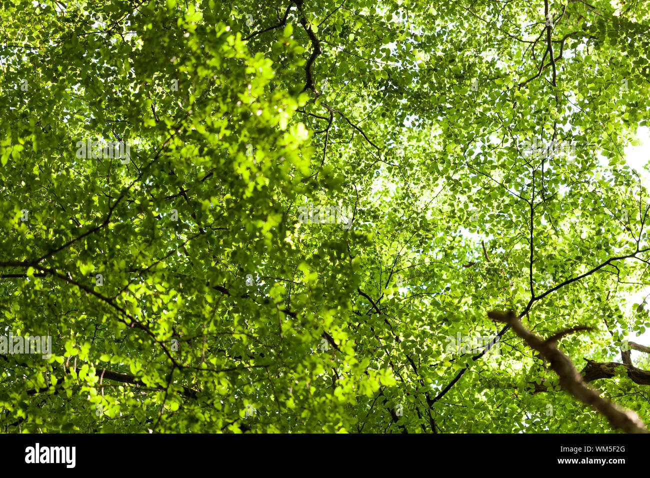 Sun shining through the green leaves on a tree Stock Photo - Alamy
