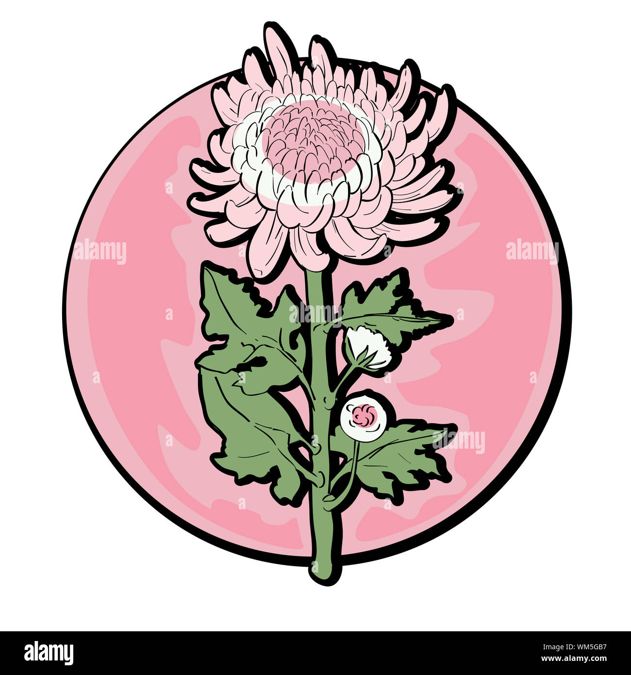 Image of White chrysanthemum … | Chrysanthemum tattoo, Botanical  illustration, Flower sketches
