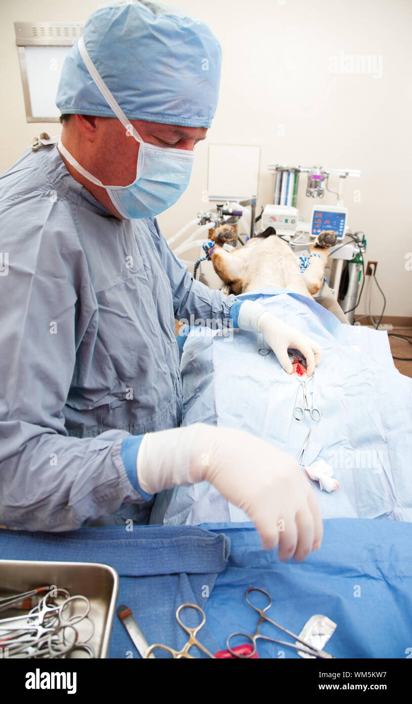 Veterniarian performing sterilization operation on large dog Stock