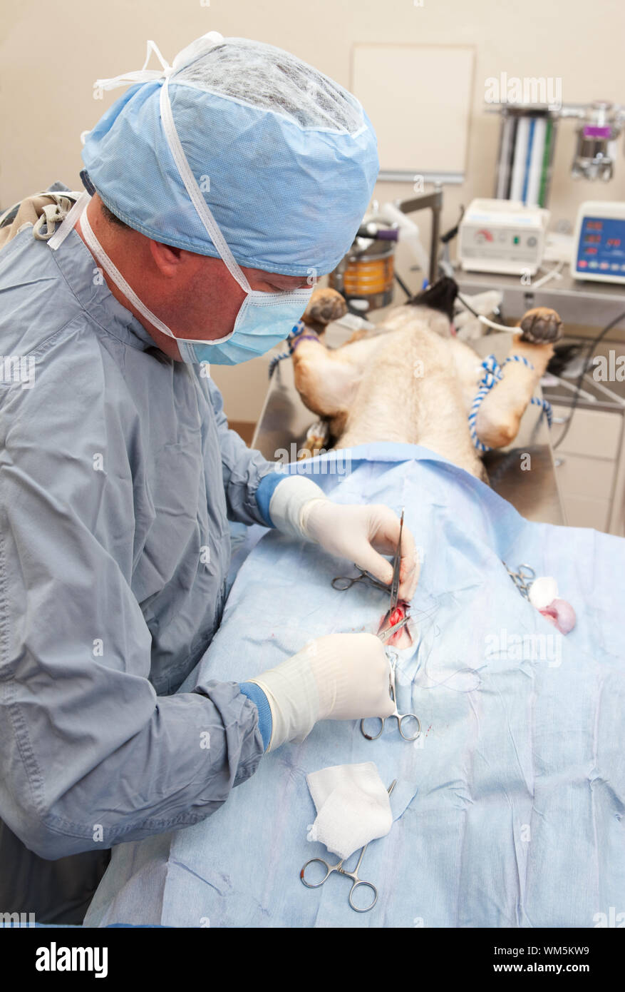 Neuter hires stock photography and images Alamy