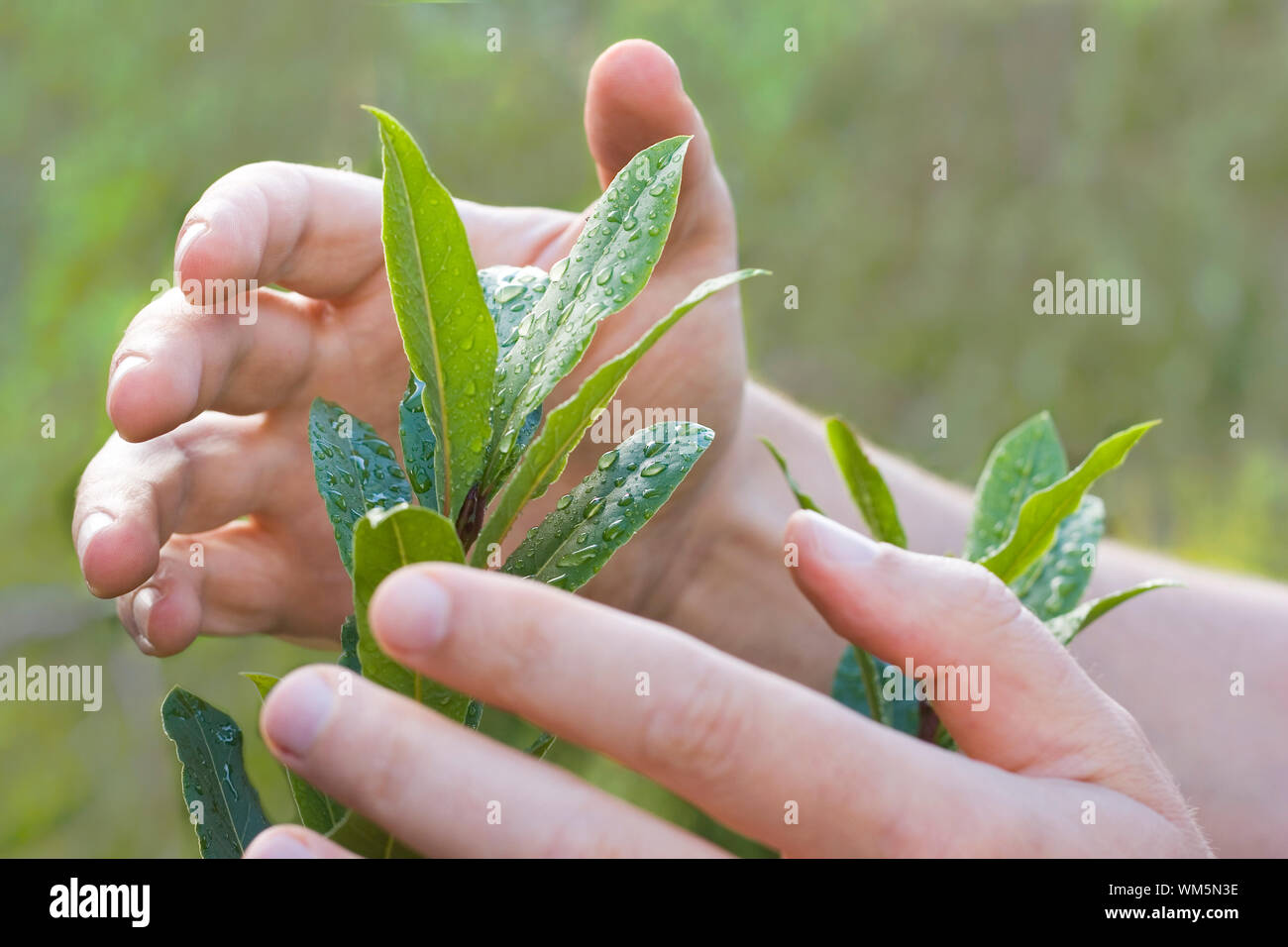 Male hands protecting a plant Stock Photo