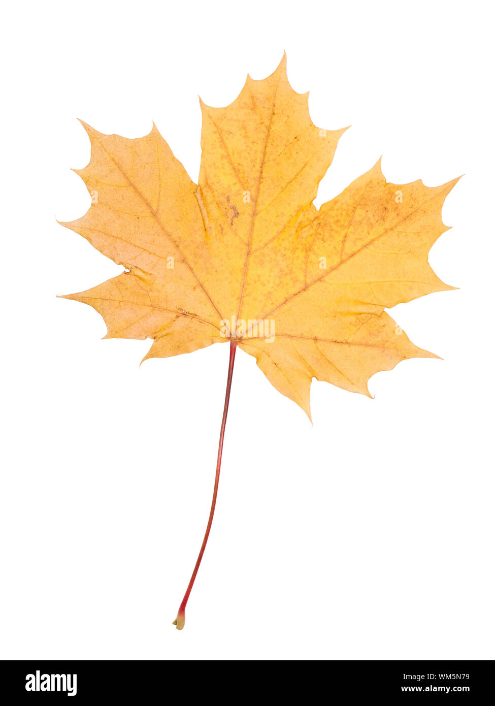 Autumn leaf isolated on a white background Stock Photo - Alamy