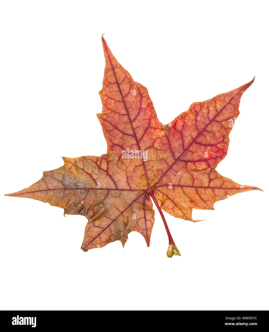 Autumn leaf isolated on a white background Stock Photo - Alamy