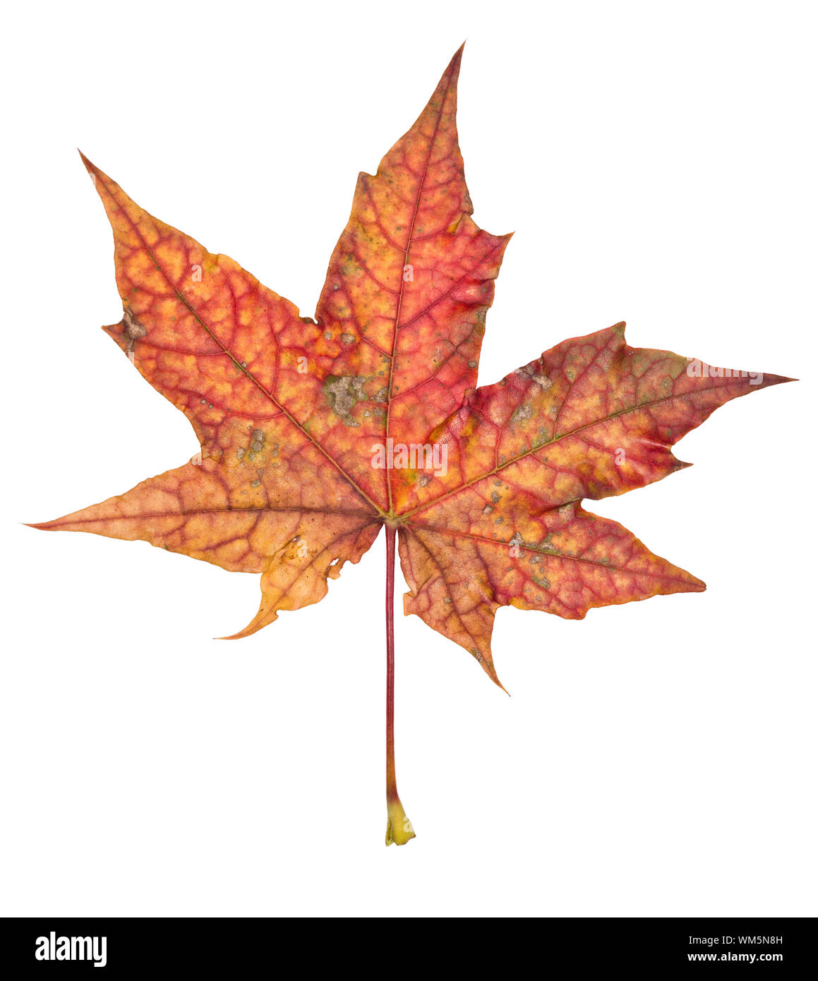 Autumn leaf isolated on a white background Stock Photo - Alamy