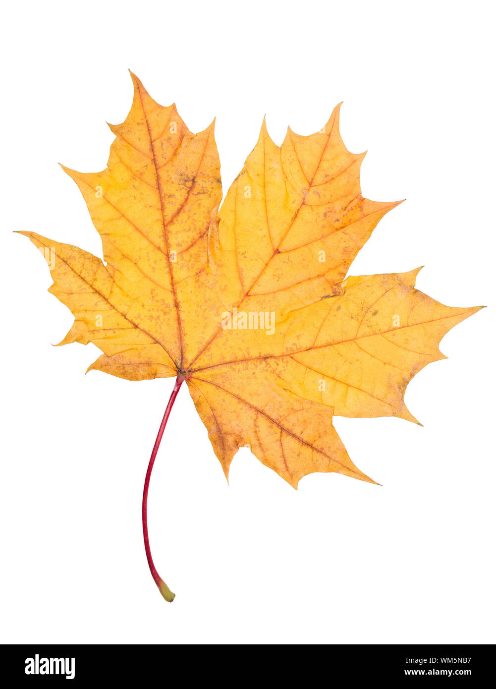 Autumn leaf isolated on a white background Stock Photo - Alamy
