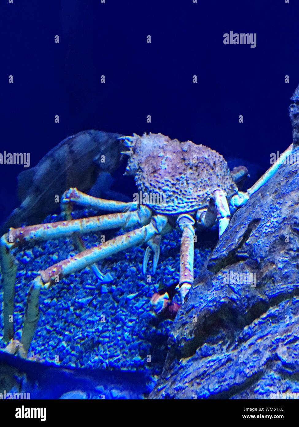 Page 2 Giant Crab High Resolution Stock Photography And Images Alamy
