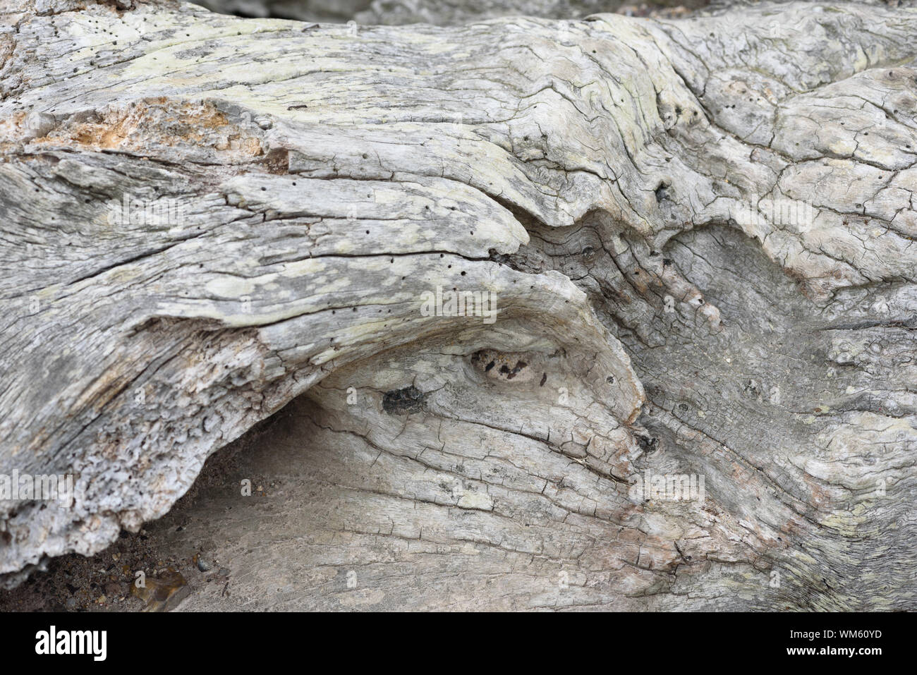 Worm holes in timber hires stock photography and images Alamy