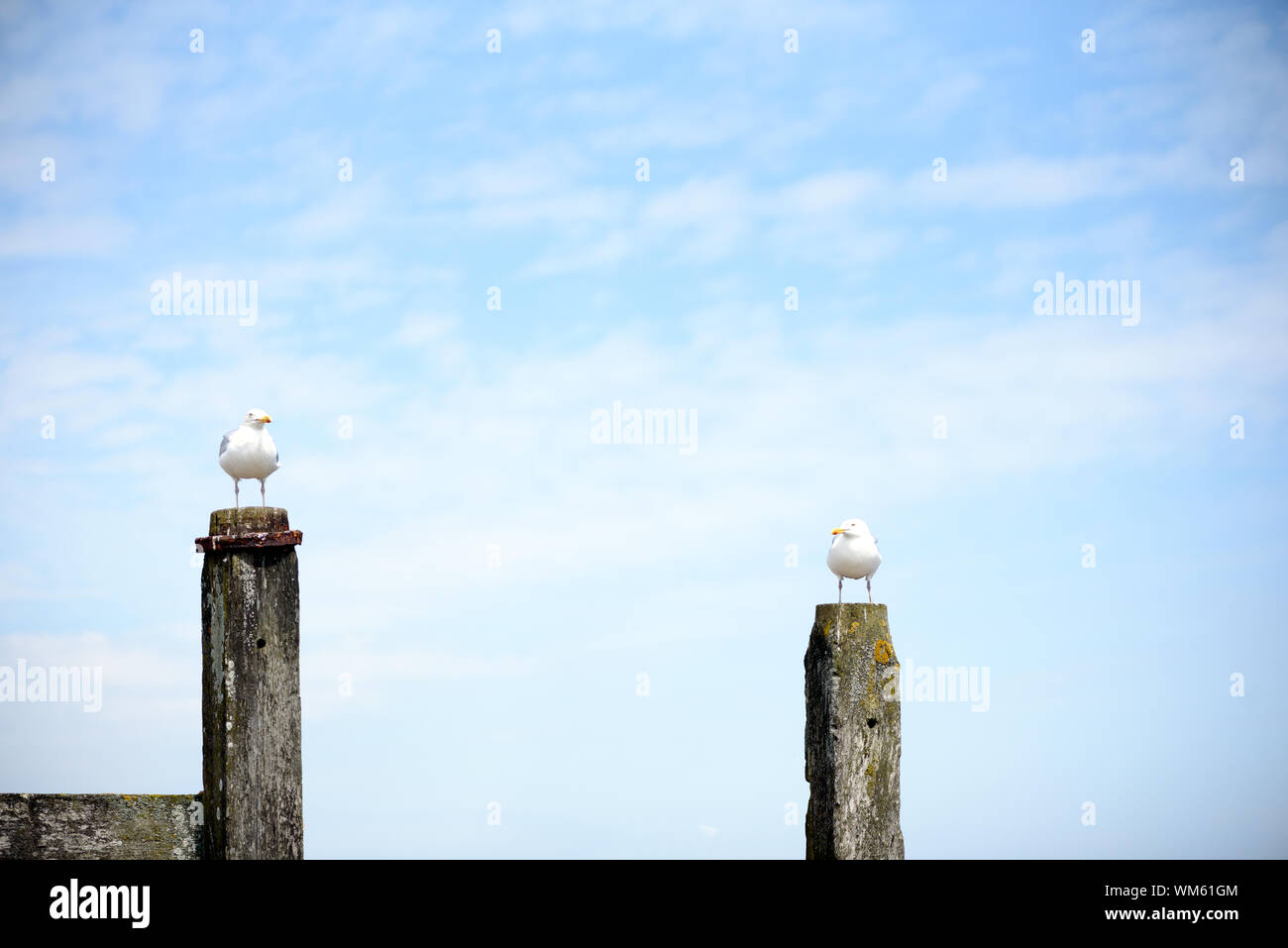 Two seagulls sitting on wooden posts in a summertime costal background with copyspace area for nature nautical sea based design and concepts Stock Photo