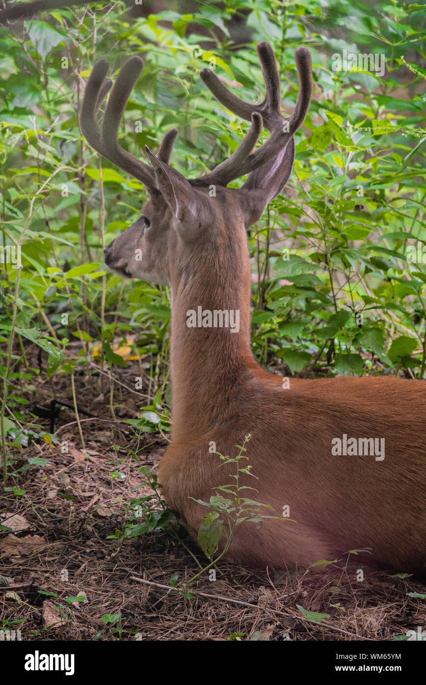 a wild deer with large antlers lays down in the woods to relax on a summer day Stock Photo