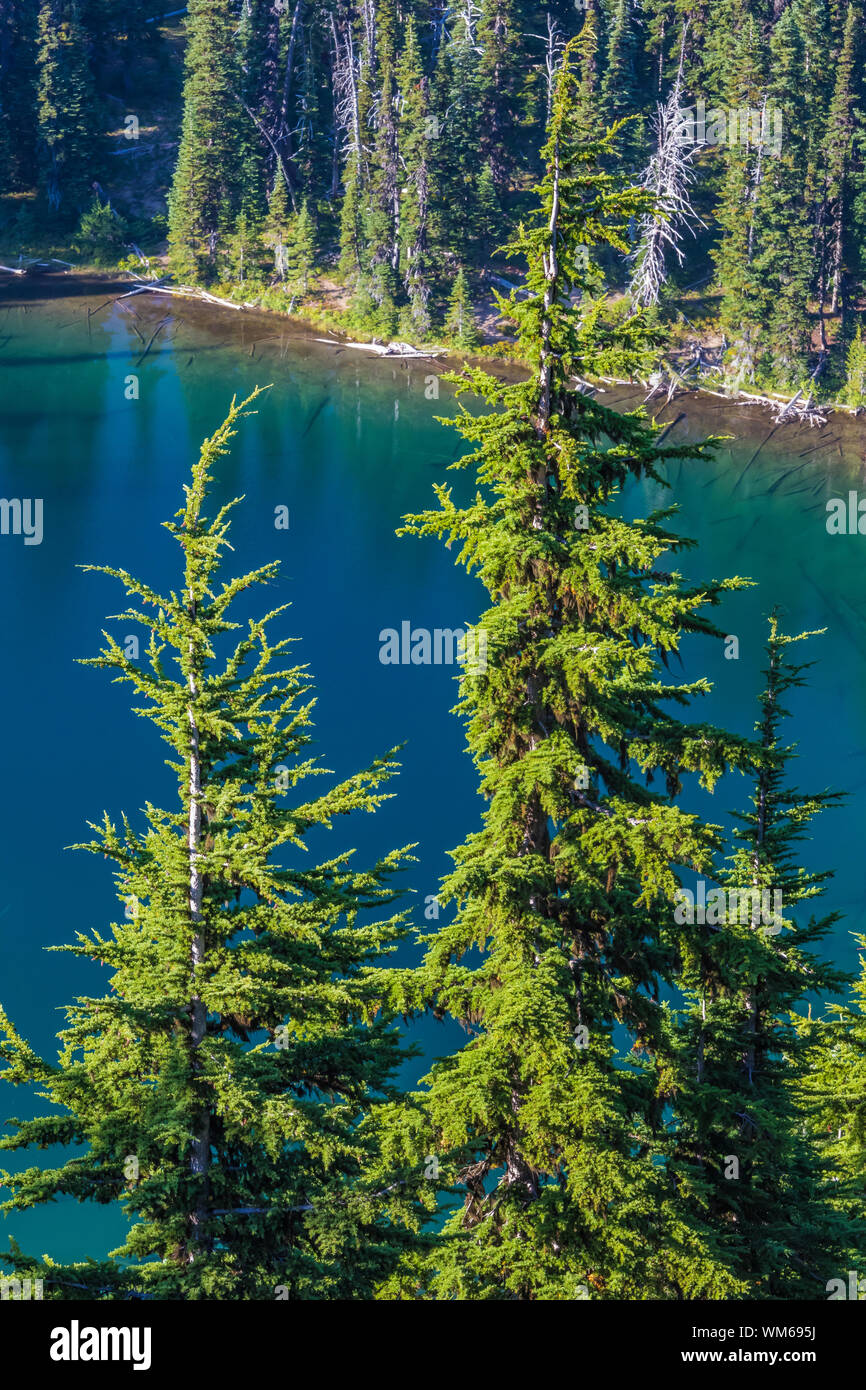 Mountain Hemlocks, Tsuga mertensiana, with Sunrise Lake in Mount Rainier National Park, Washington State, USA Stock Photo