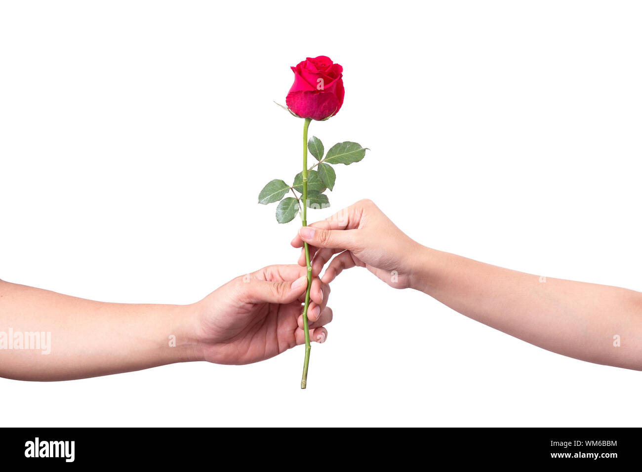 Two Hands Holding Rose Close Up High Resolution Stock Photography and
