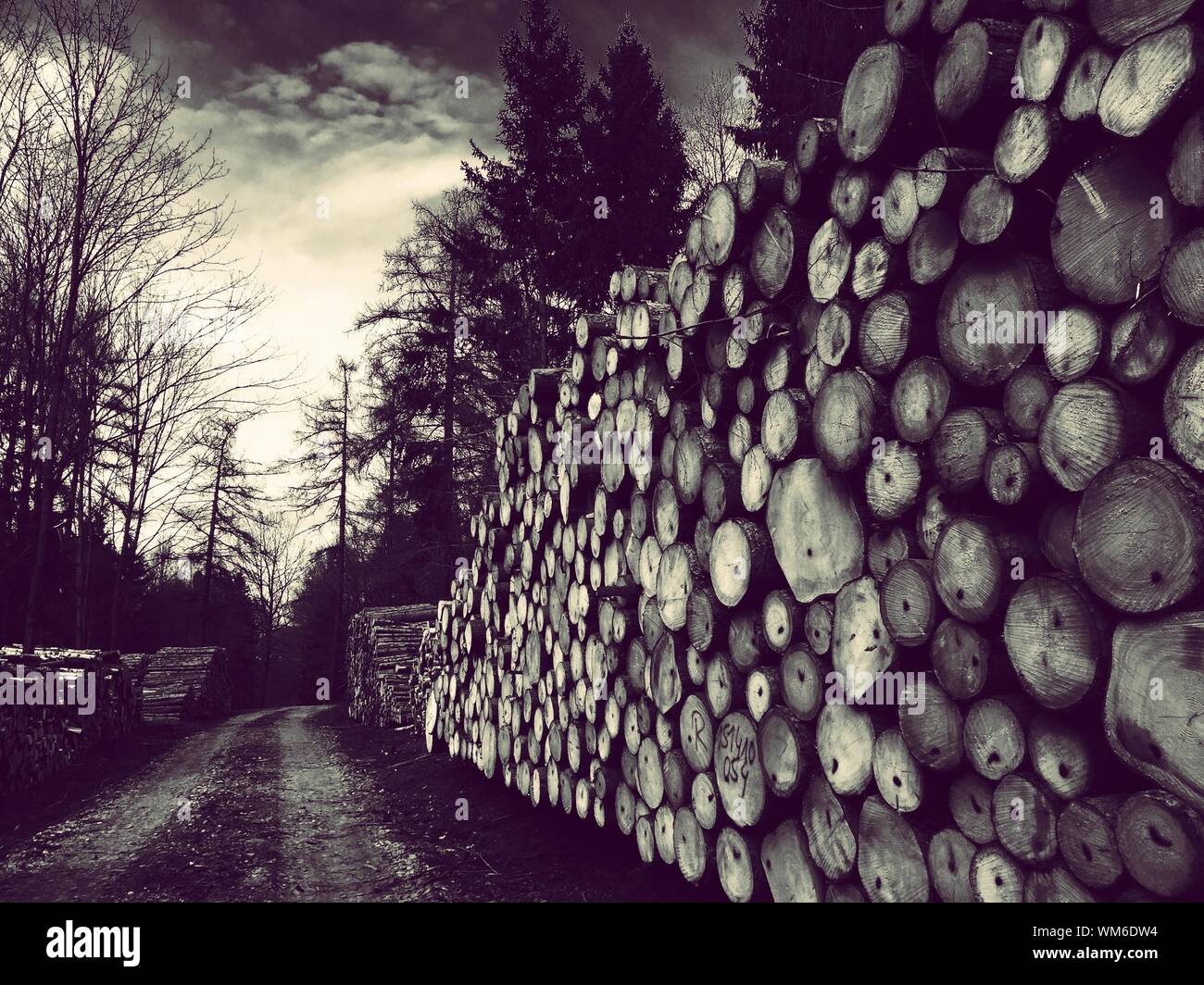 Timber road hi-res stock photography and images - Alamy