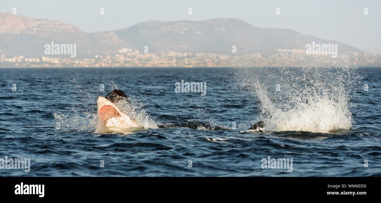 Hunting of a Great White Shark (Carcharodon carcharias). South Africa Stock Photo