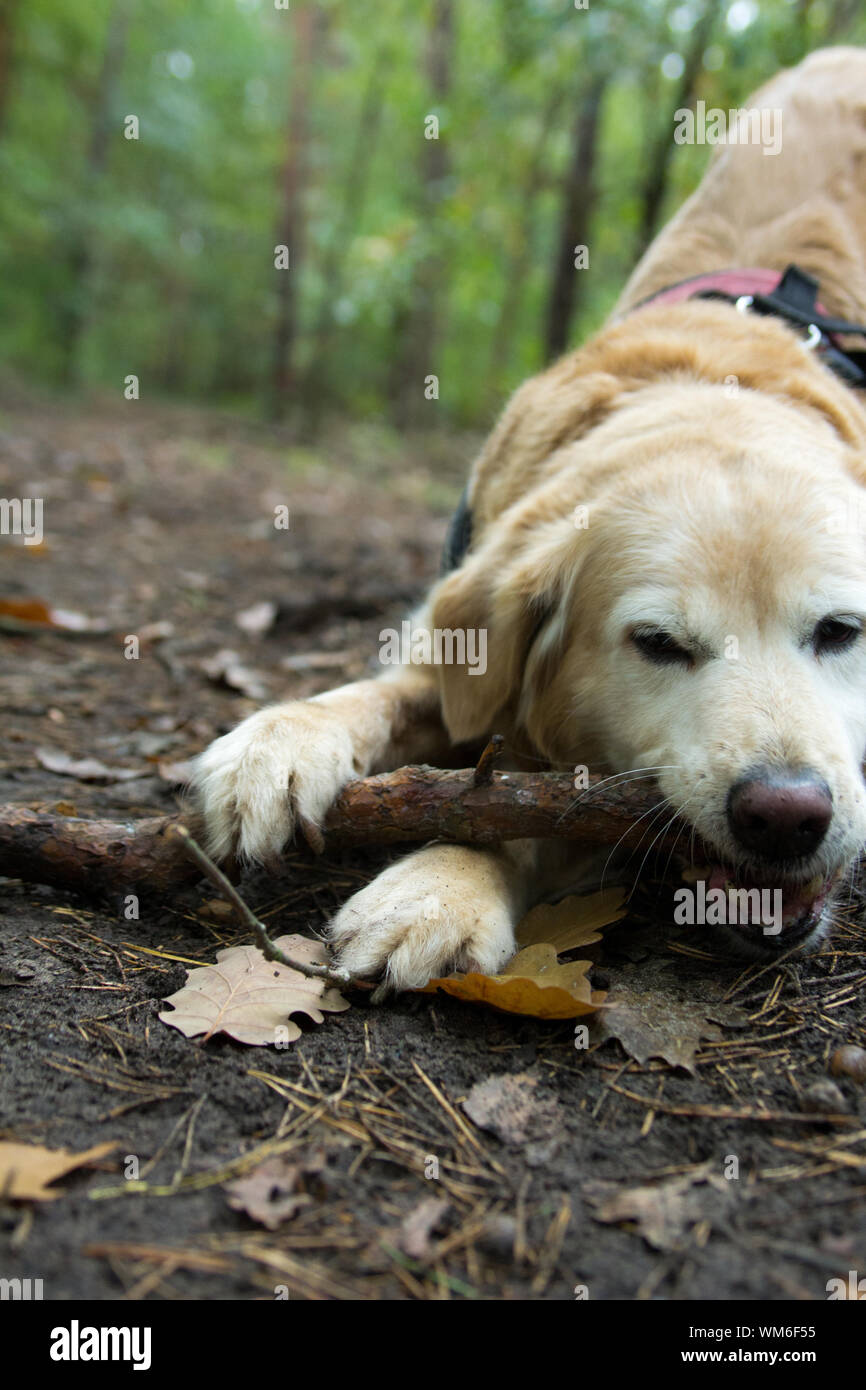 Chewing up hires stock photography and images Alamy