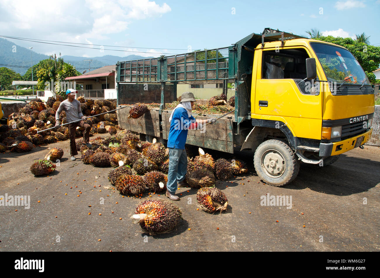 PALM OIL TRANSPORT IN MALAYSIA Stock Photo Alamy