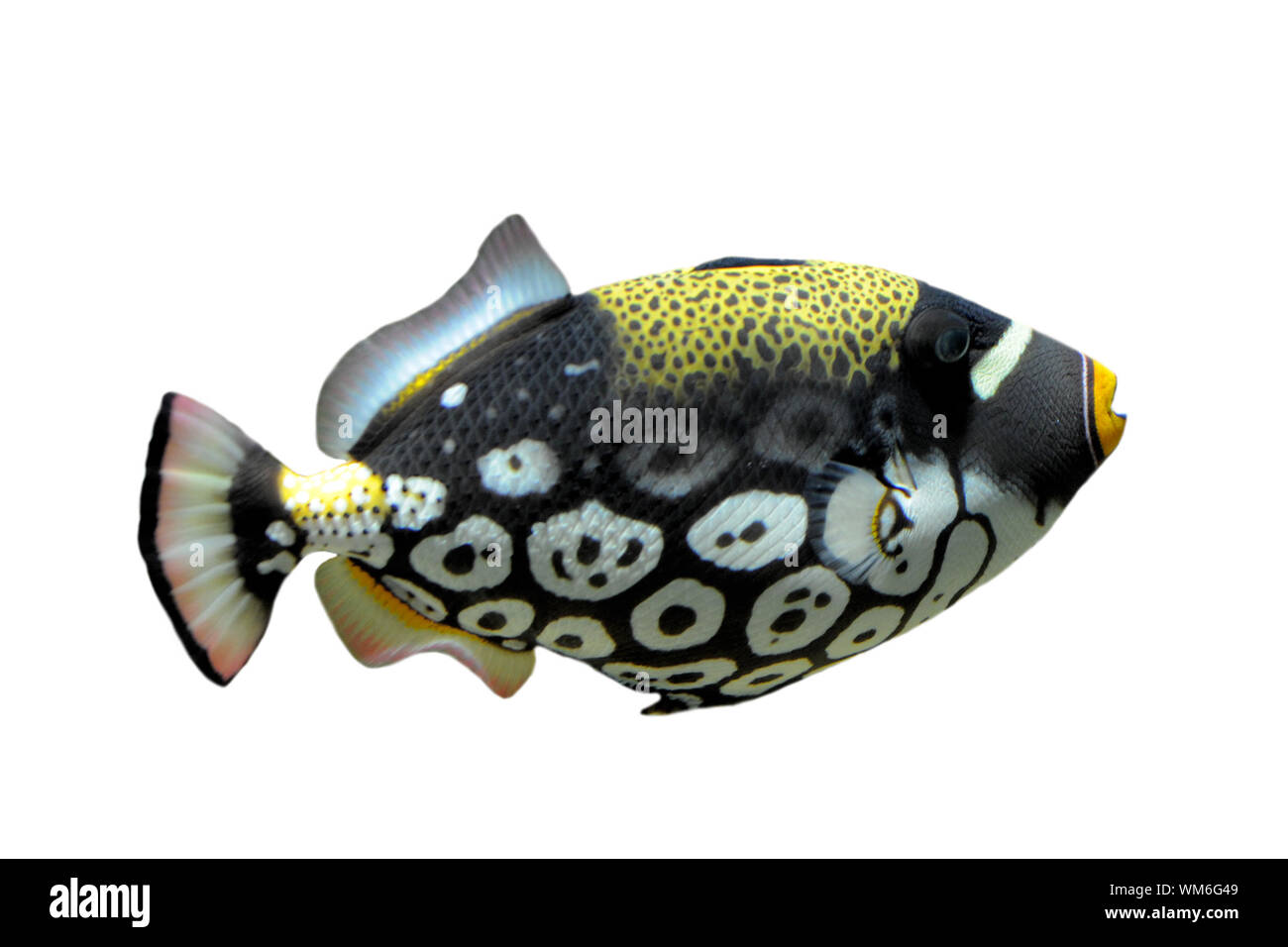 Clown triggerfish - Balistoides conspicillum in front of a white background. Stock Photo