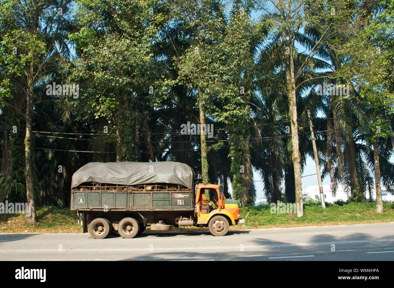 PALM OIL TRANSPORT IN MALAYSIA Stock Photo Alamy