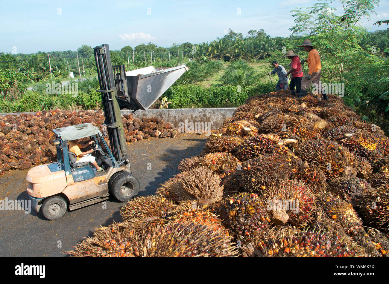 PALM OIL TRANSPORT IN MALAYSIA Stock Photo Alamy
