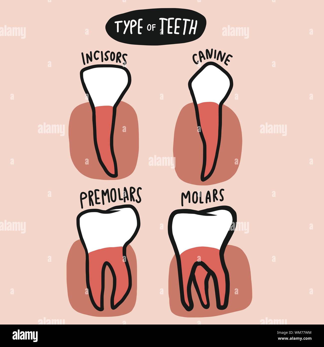 Dental formula hires stock photography and images Alamy