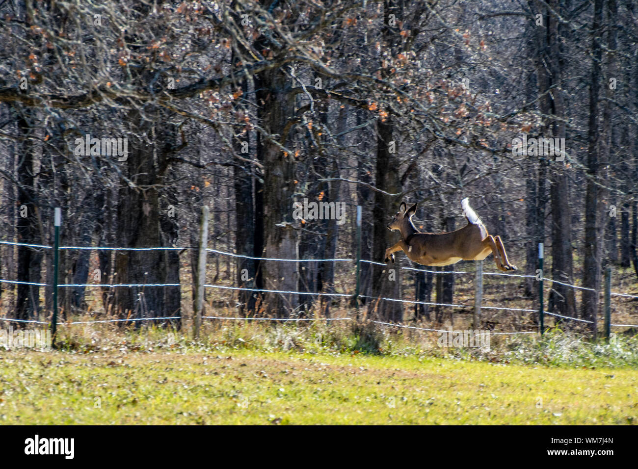 Deer jumping fence hires stock photography and images Alamy