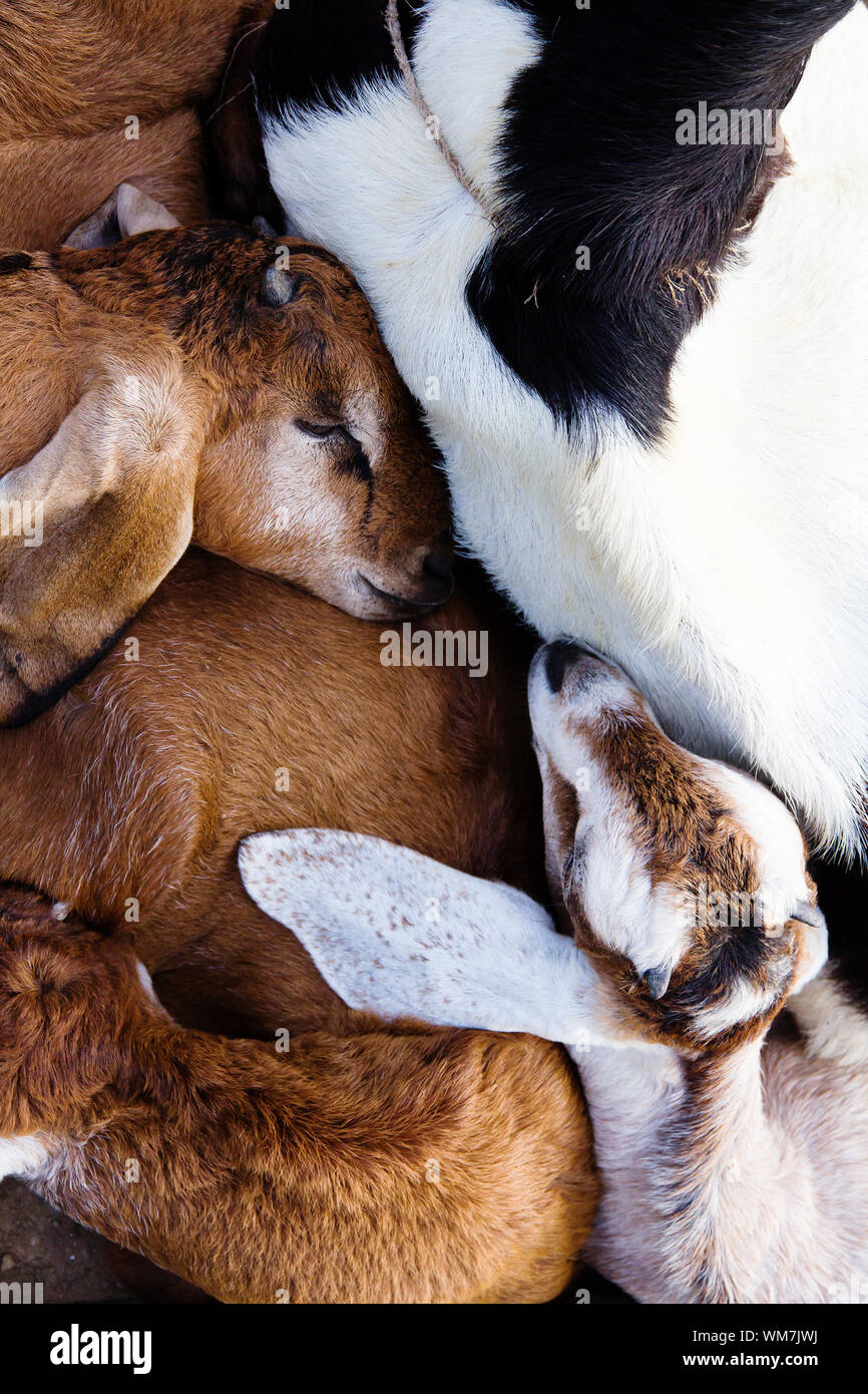 baby goat sleep in the farm Stock Photo