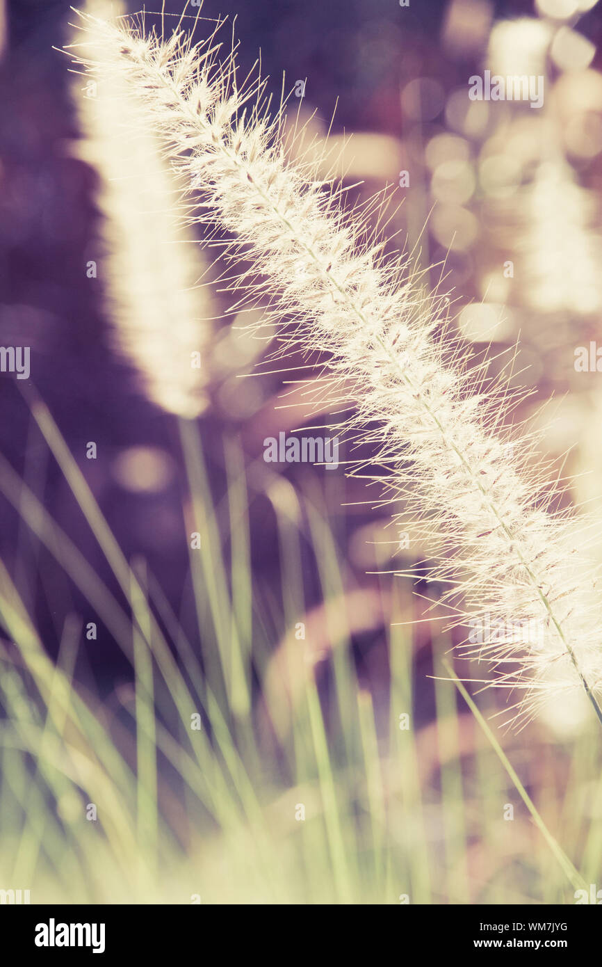 Field Grass Blowing in the Wind Stock Photo