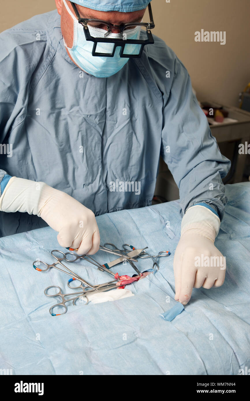 Veterniarian performing spay operation on small dog Stock Photo Alamy