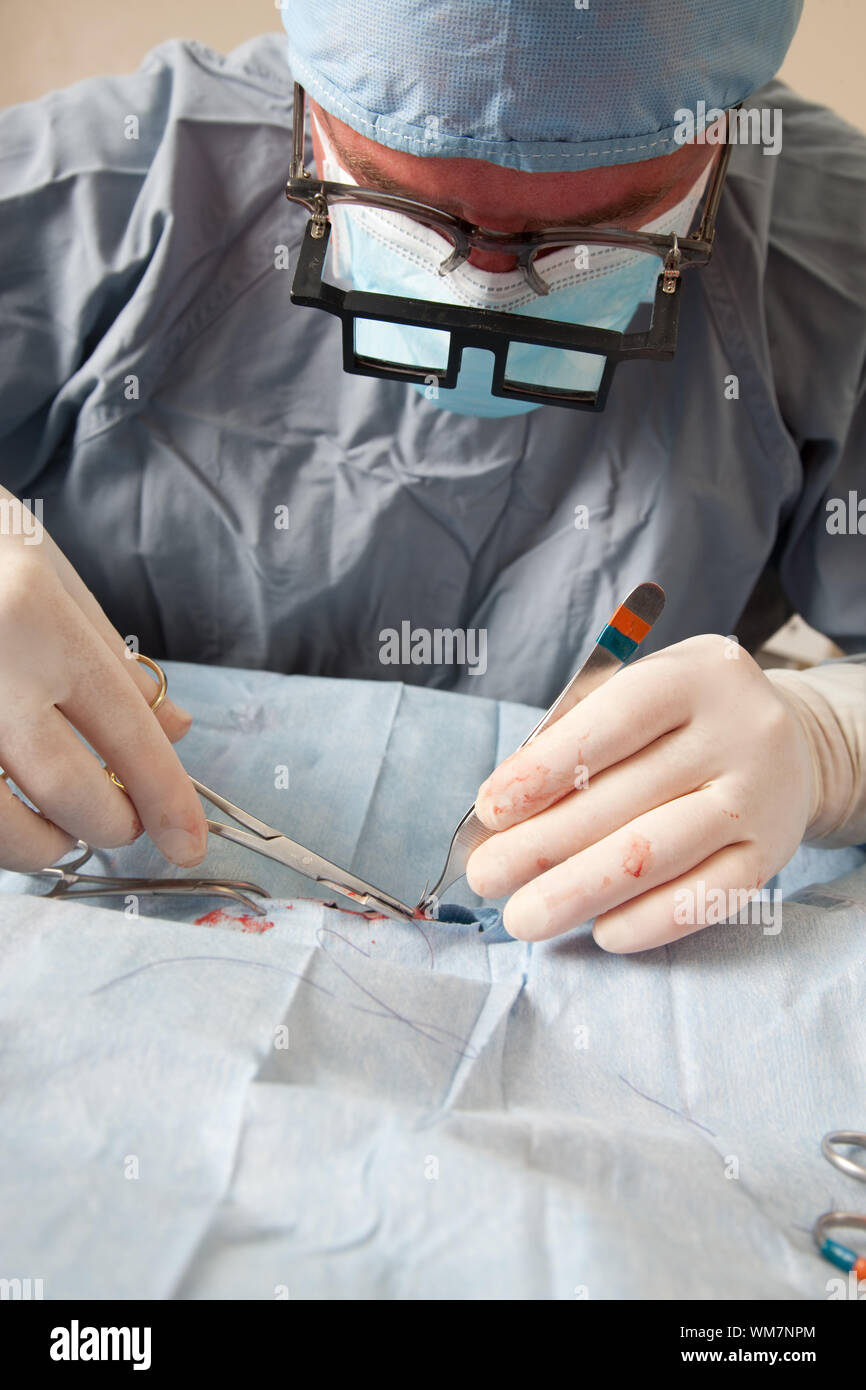 Veterniarian performing spay operation on small dog Stock Photo Alamy
