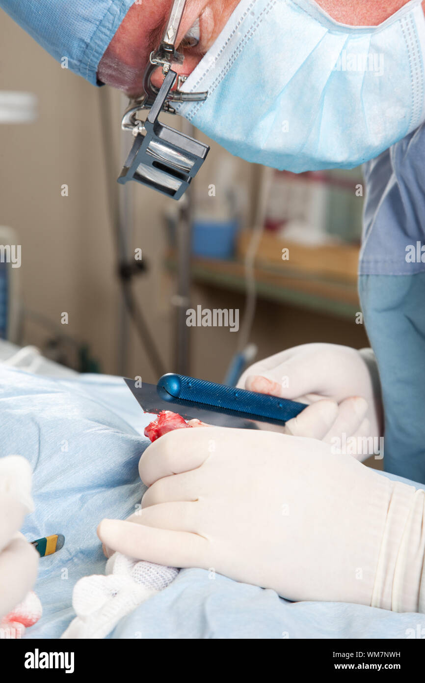 Veterinarian performing knee surgery on small dog in clinic with bone