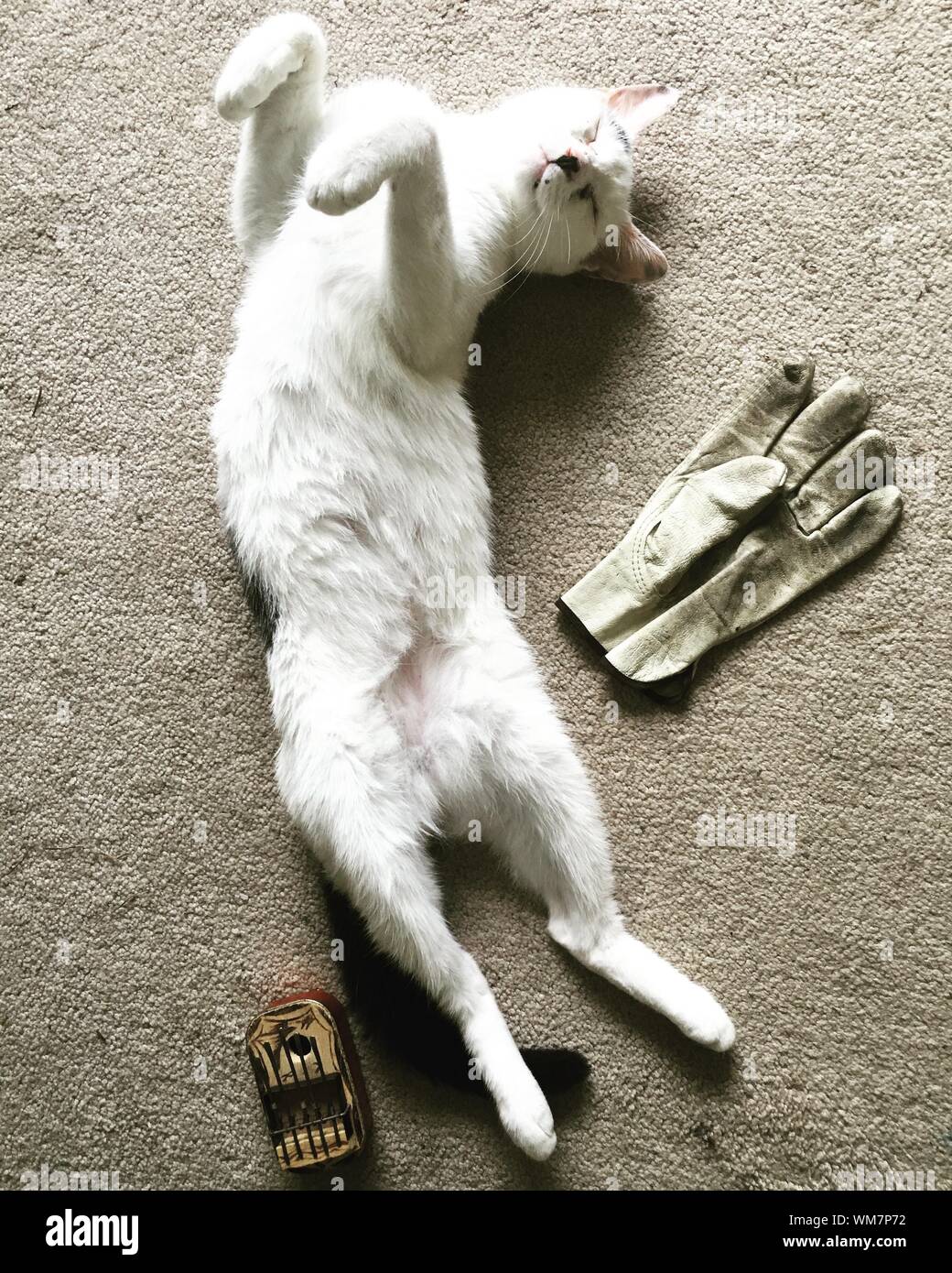 Directly Above Shot Of Cat Lying By Protective Glove Stock Photo