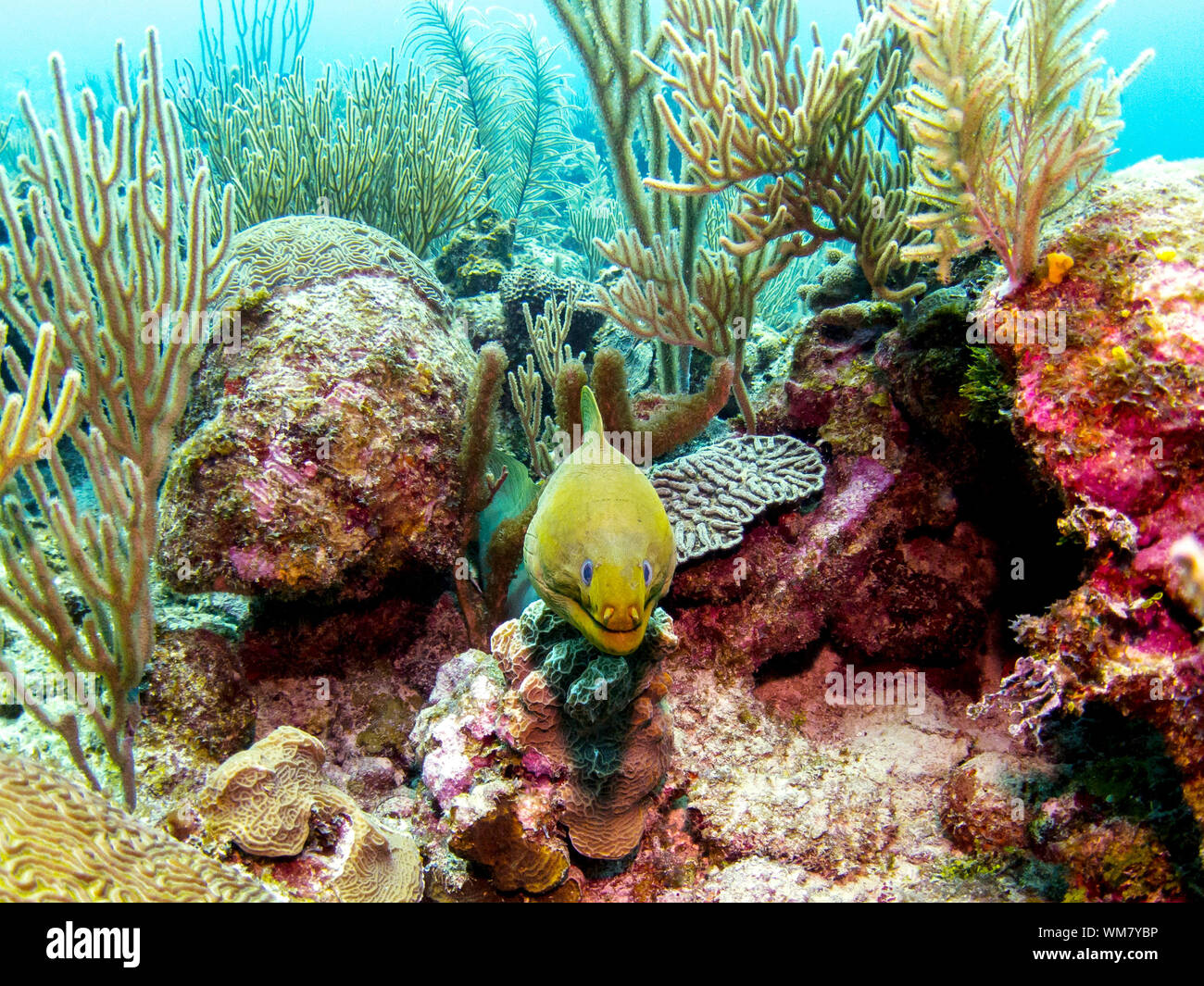 Green Moray Eel in Belize Barrier Reef Stock Photo Alamy
