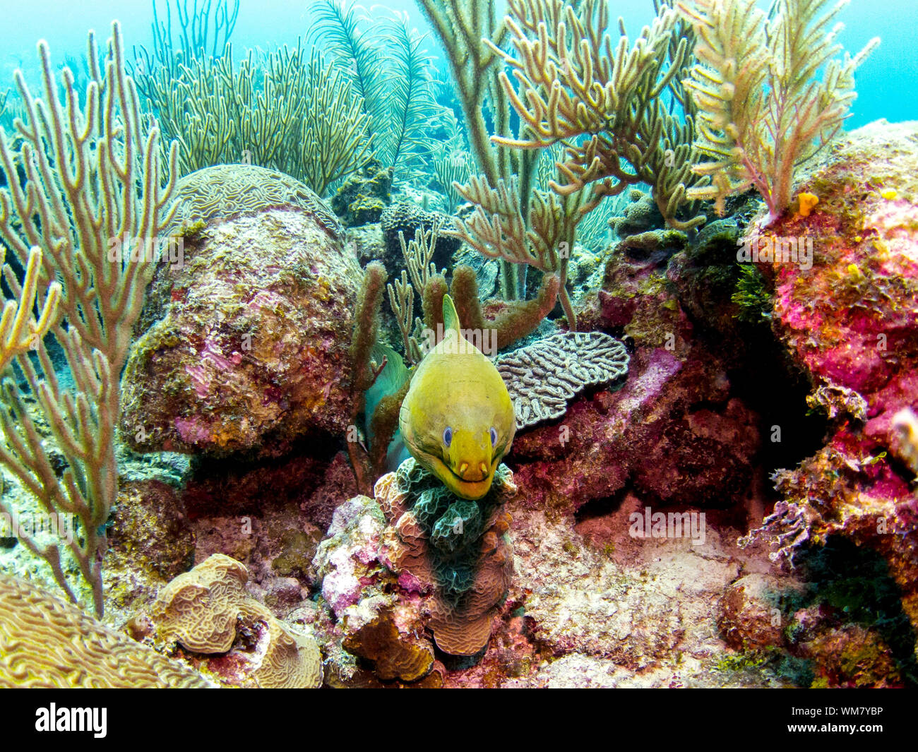 Green Moray Eel in Belize Barrier Reef Stock Photo