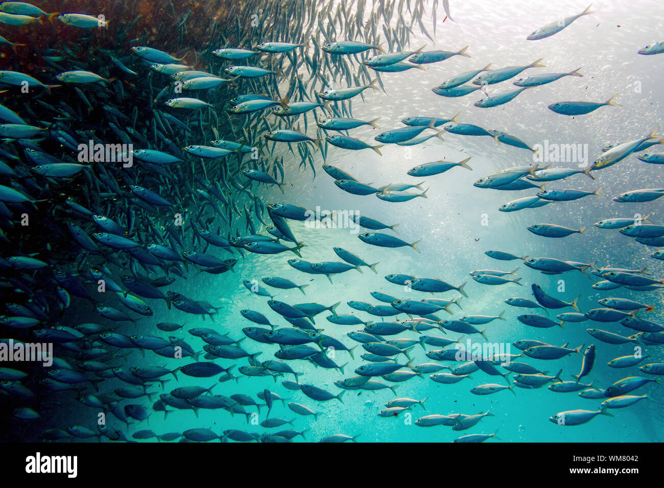 Sardine Run in Moalboal, Cebu, Philippines Stock Photo