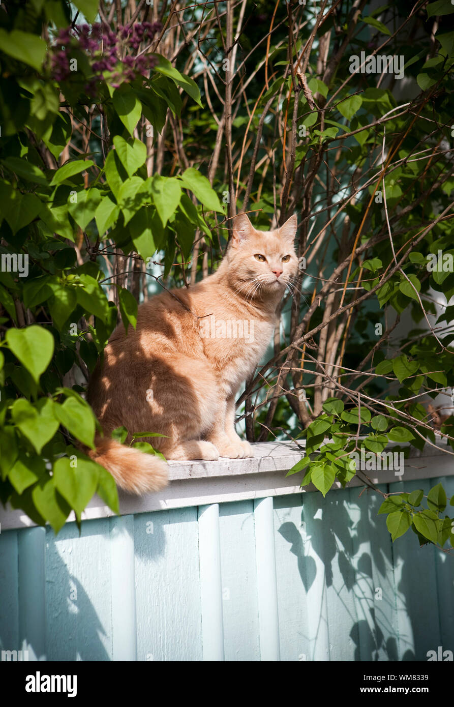Cat on a fence Stock Photo - Alamy