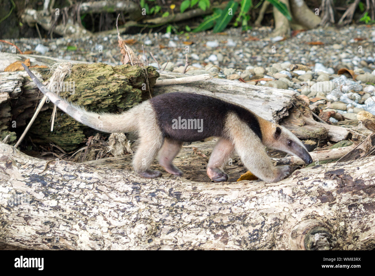 Anteater walking in the wild - Corcovado National Park, Costa Rica Stock Photo